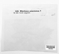 Rhytisma punctatum image